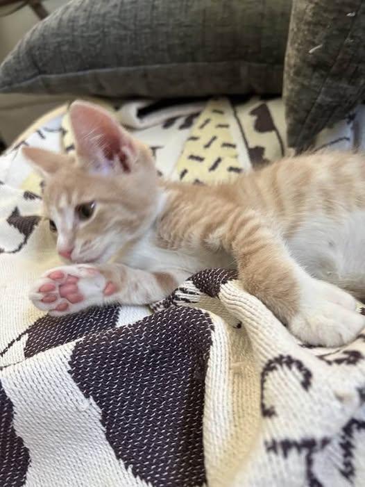 Enlarge Tito, an adopted Domestic Short Hair in East Brunswick, NJ image 2/5
