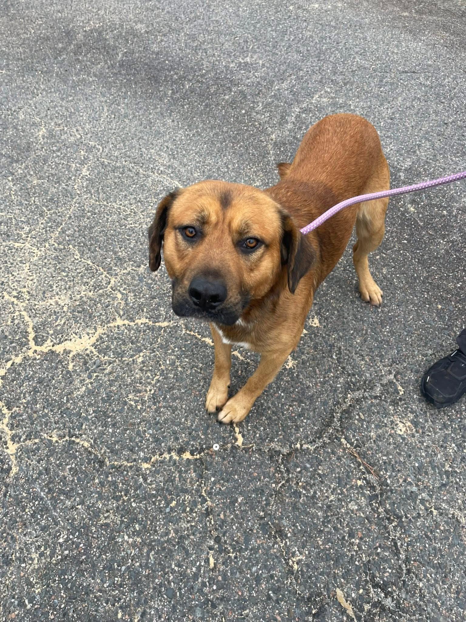 Elvis, adopted, Adult Male Labrador Retriever.