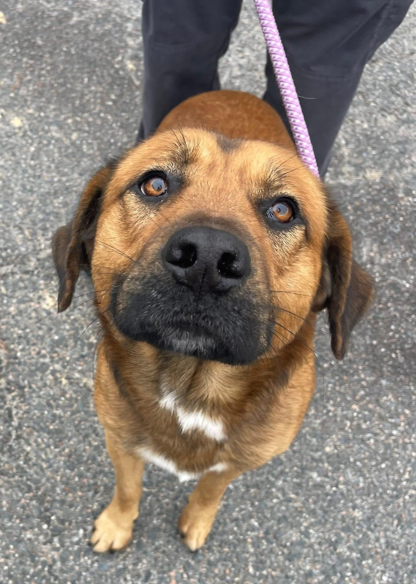 Elvis, an adopted mixed breed in Albemarle, NC image 2/3