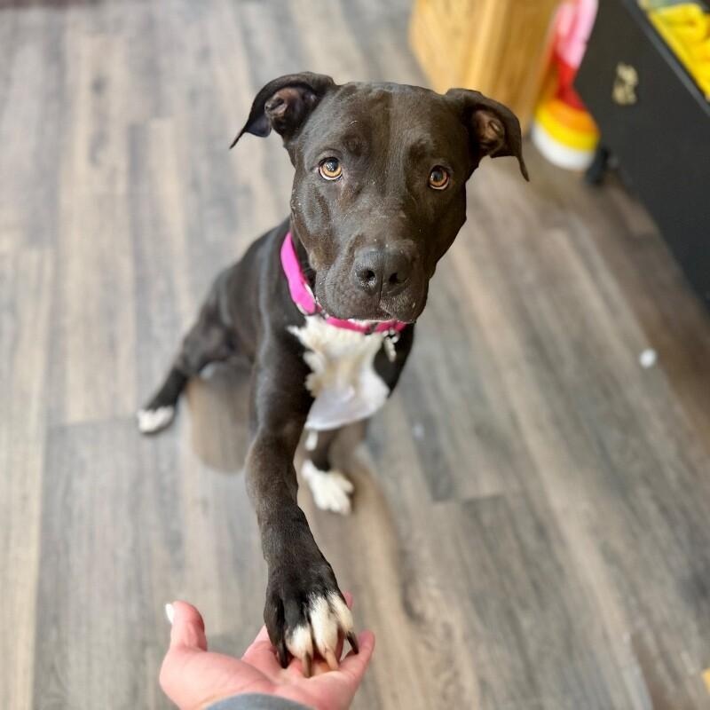 Galinda Gentle Loyal Lowkey Girl — thumbnail 3