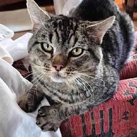 Winston, ADOPTABLE, Adult Male Tabby.