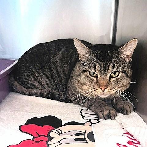 Winston, ADOPTABLE, Adult Male Tabby.