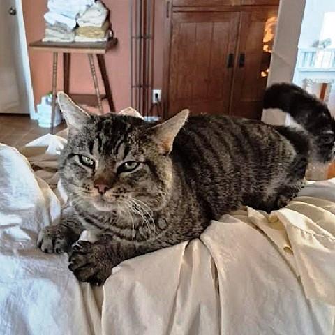 Enlarge Winston, a ADOPTABLE Tabby in Salt Lake City, UT image 2/2