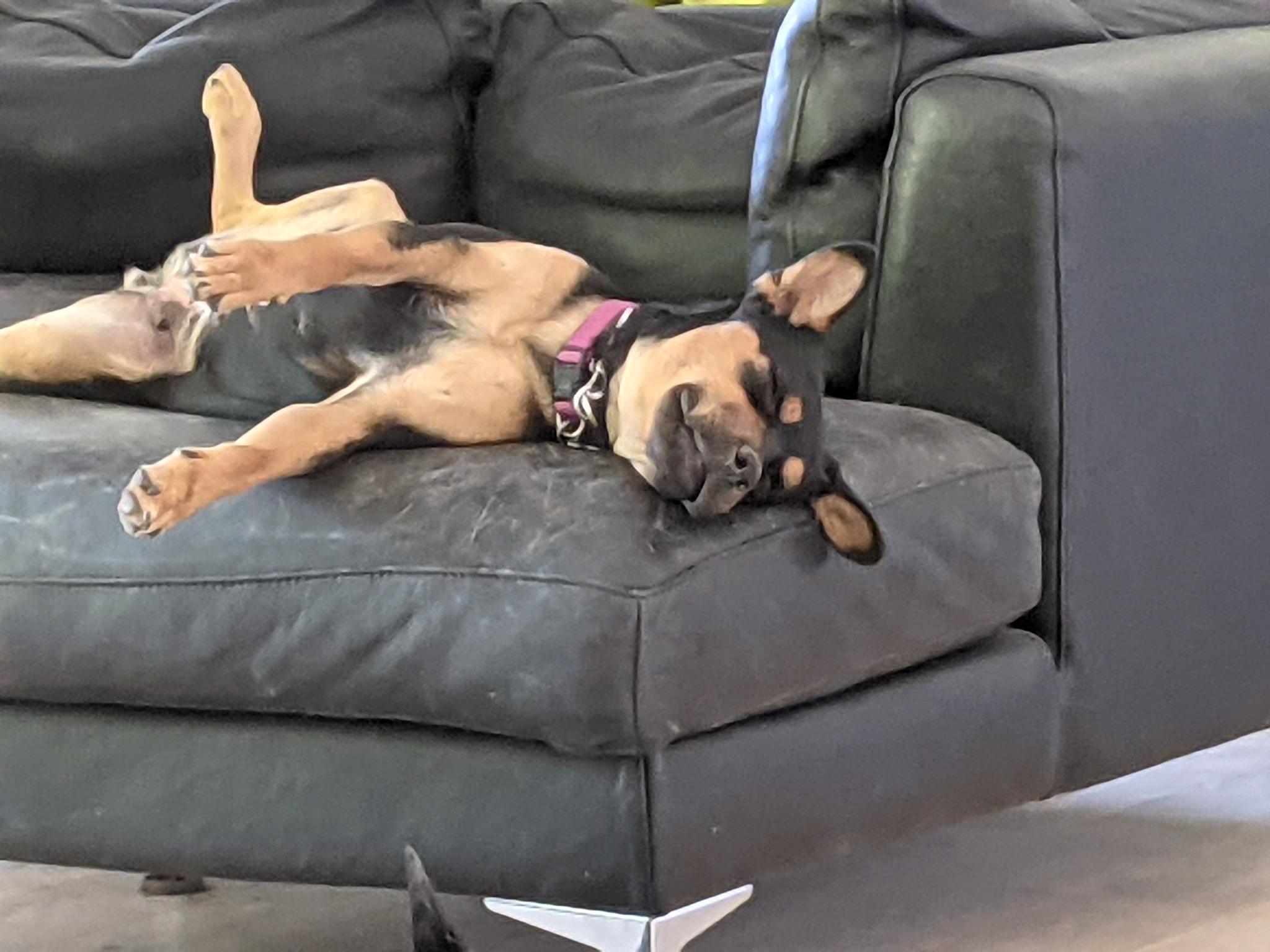 Enlarge Sheba, a Adoptable Mixed Breed in Covington, WA image 4/5