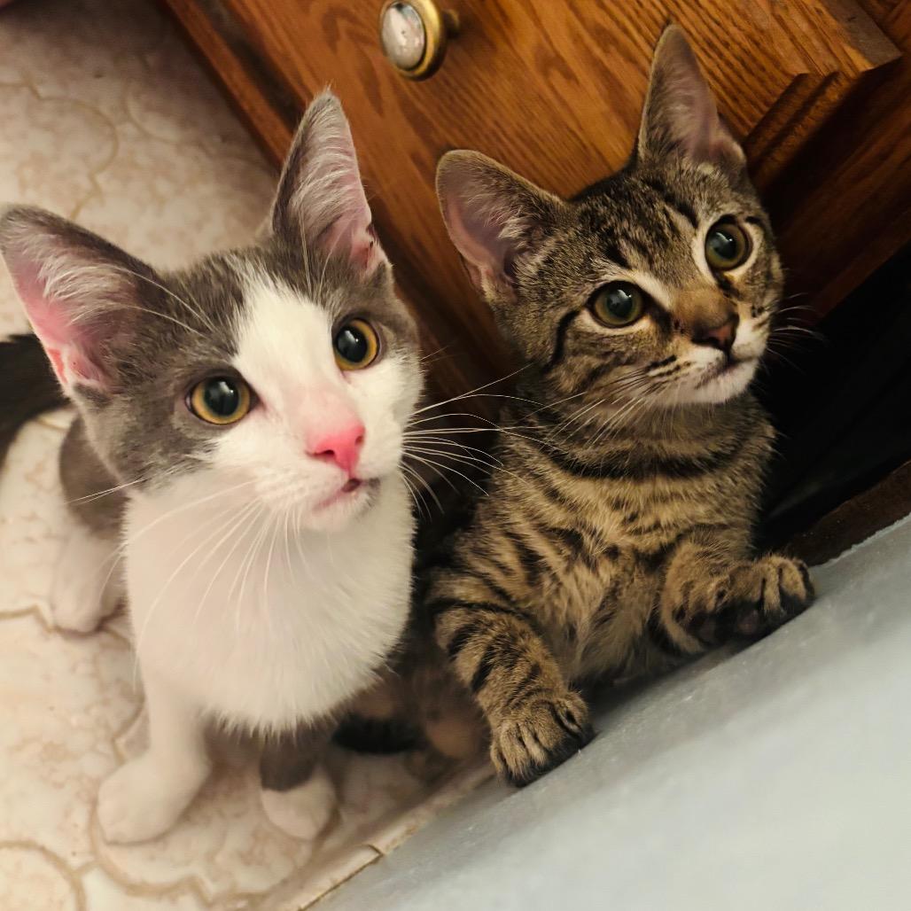 Ruble {Bonded to Alex}, Adoptable, Kitten Male Domestic Short Hair.