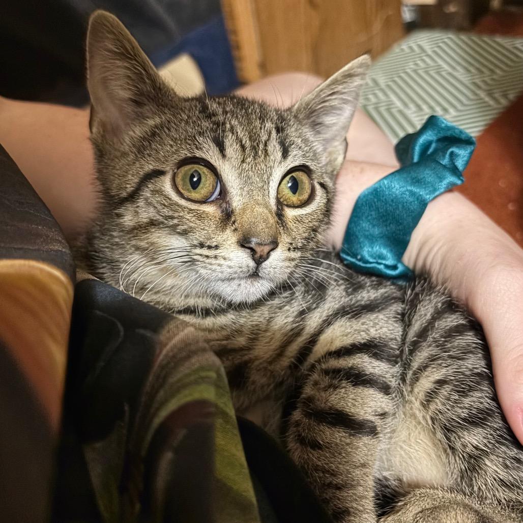 Enlarge Ruble {Bonded to Alex}, a Adoptable Domestic Short Hair in Woodbury, NJ image 2/5