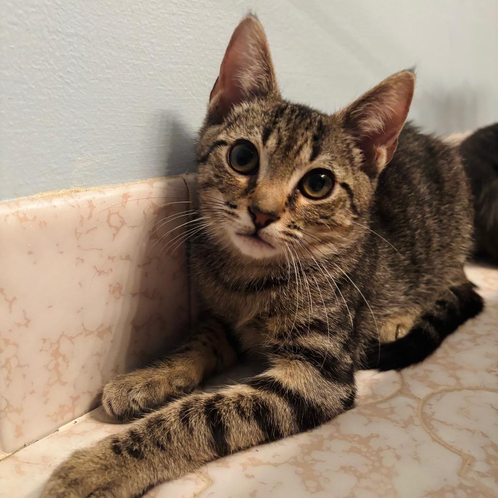 Enlarge Ruble {Bonded to Alex}, a Adoptable Domestic Short Hair in Woodbury, NJ image 4/5