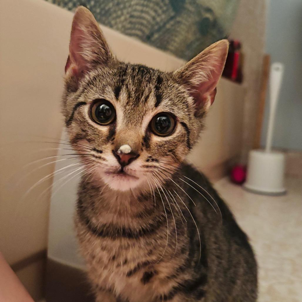 Enlarge Ruble {Bonded to Alex}, a Adoptable Domestic Short Hair in Woodbury, NJ image 5/5