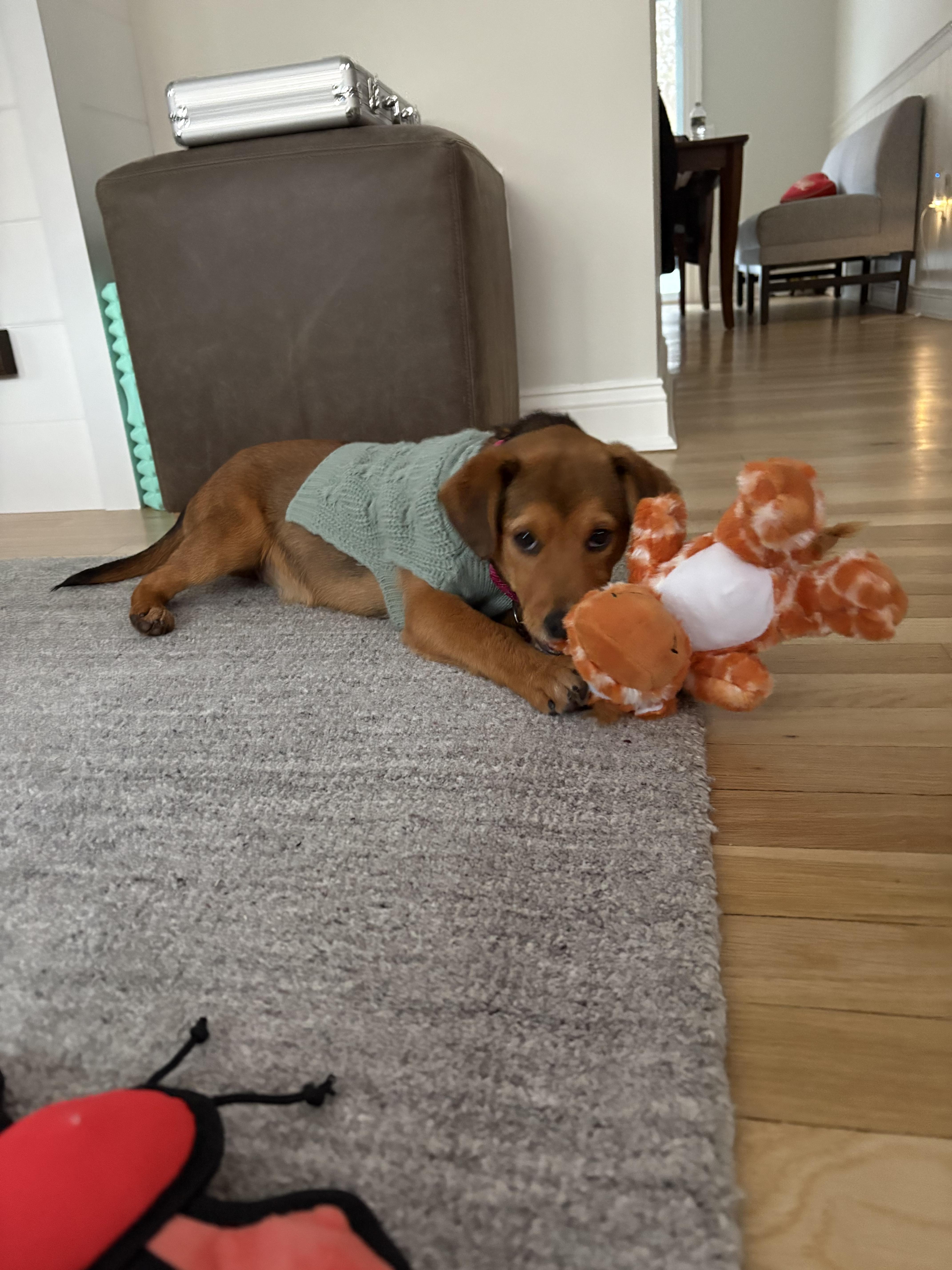 Molly, Adopted, Young Female Beagle & Black Mouth Cur.