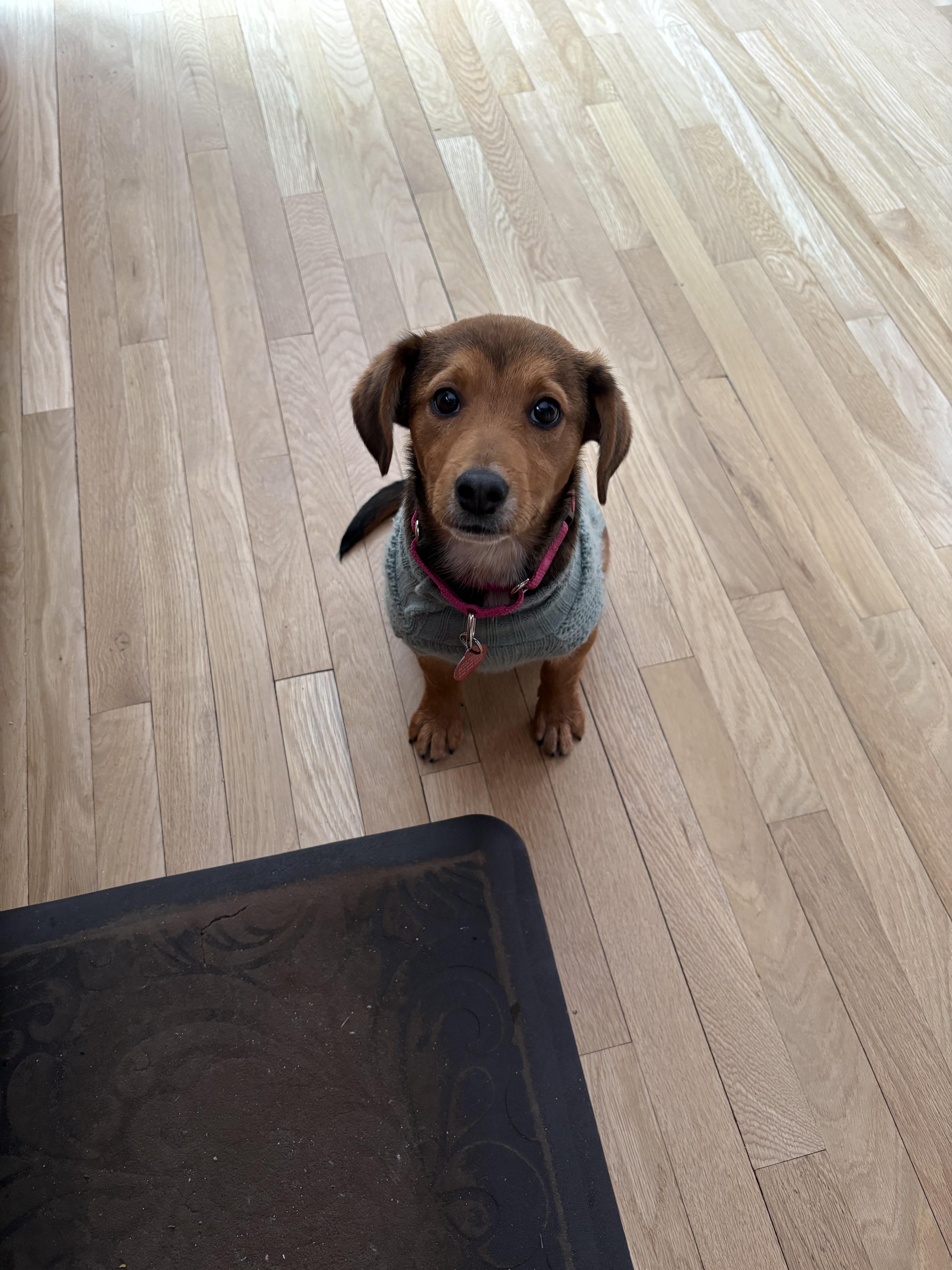 Enlarge Molly, a Adopted mixed breed in Westport, CT image 4/4