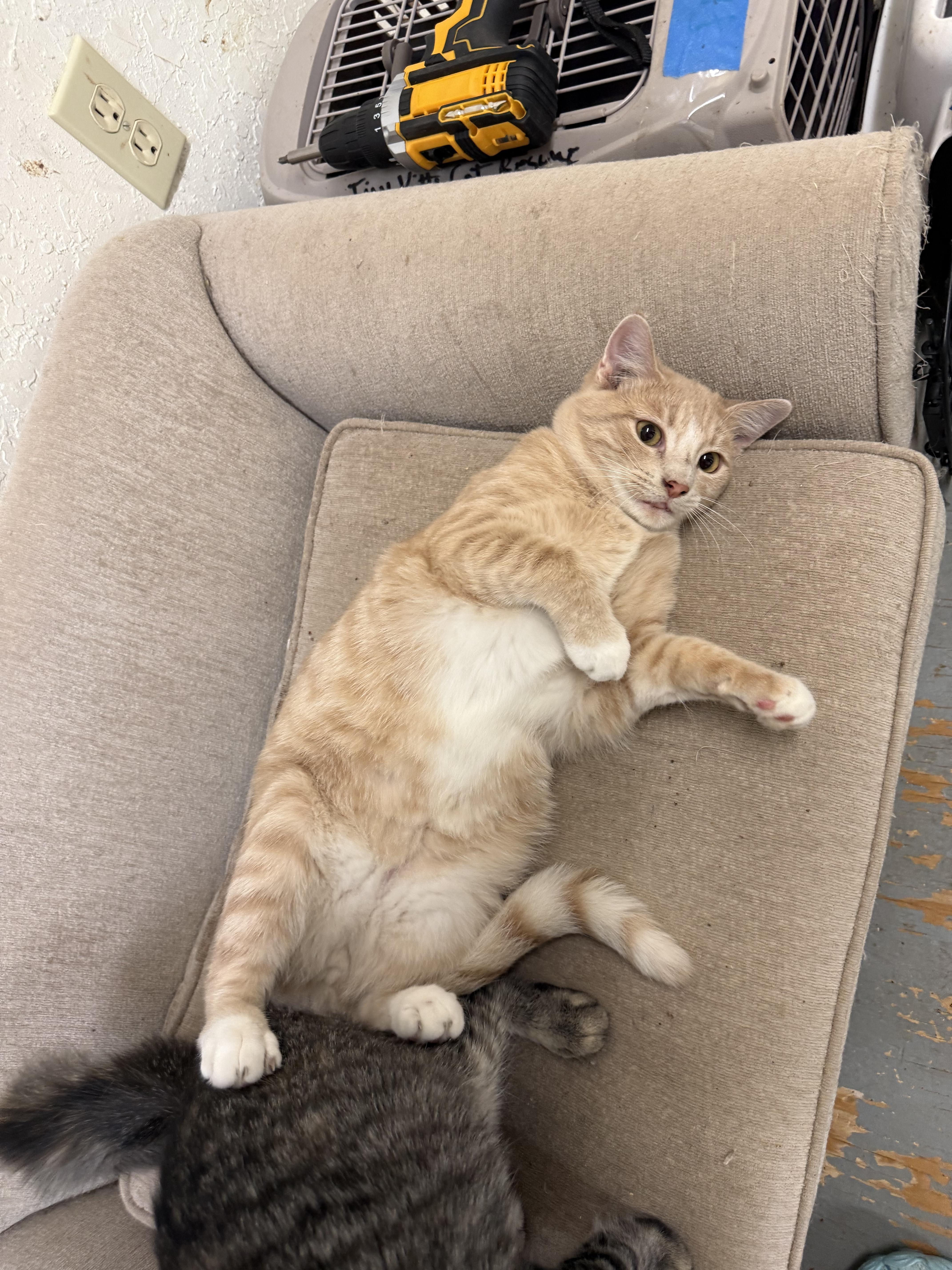 Enlarge Marco, an adopted Tabby in kingman, AZ image 1/4