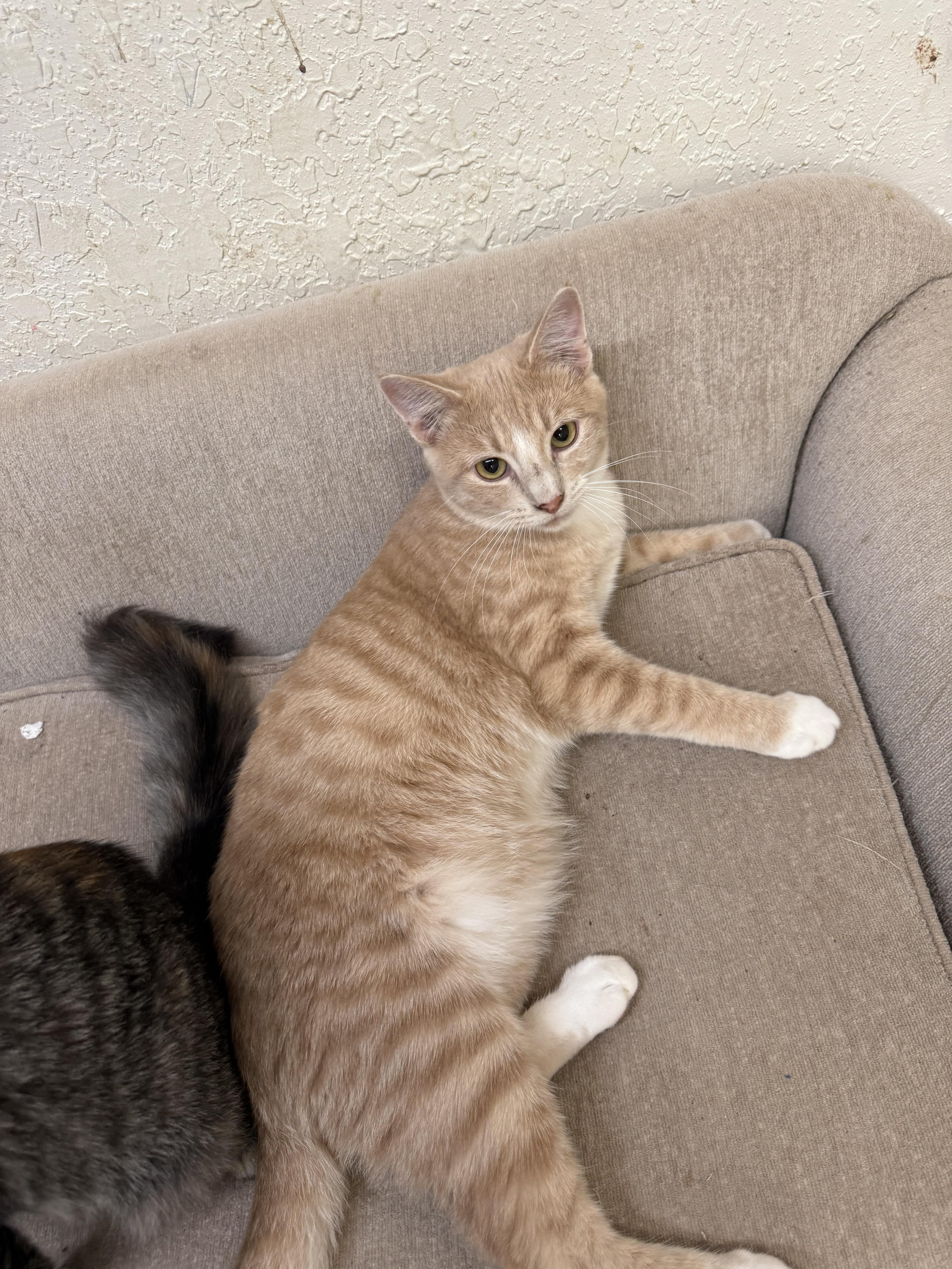 Enlarge Marco, an adopted Tabby in kingman, AZ image 2/4