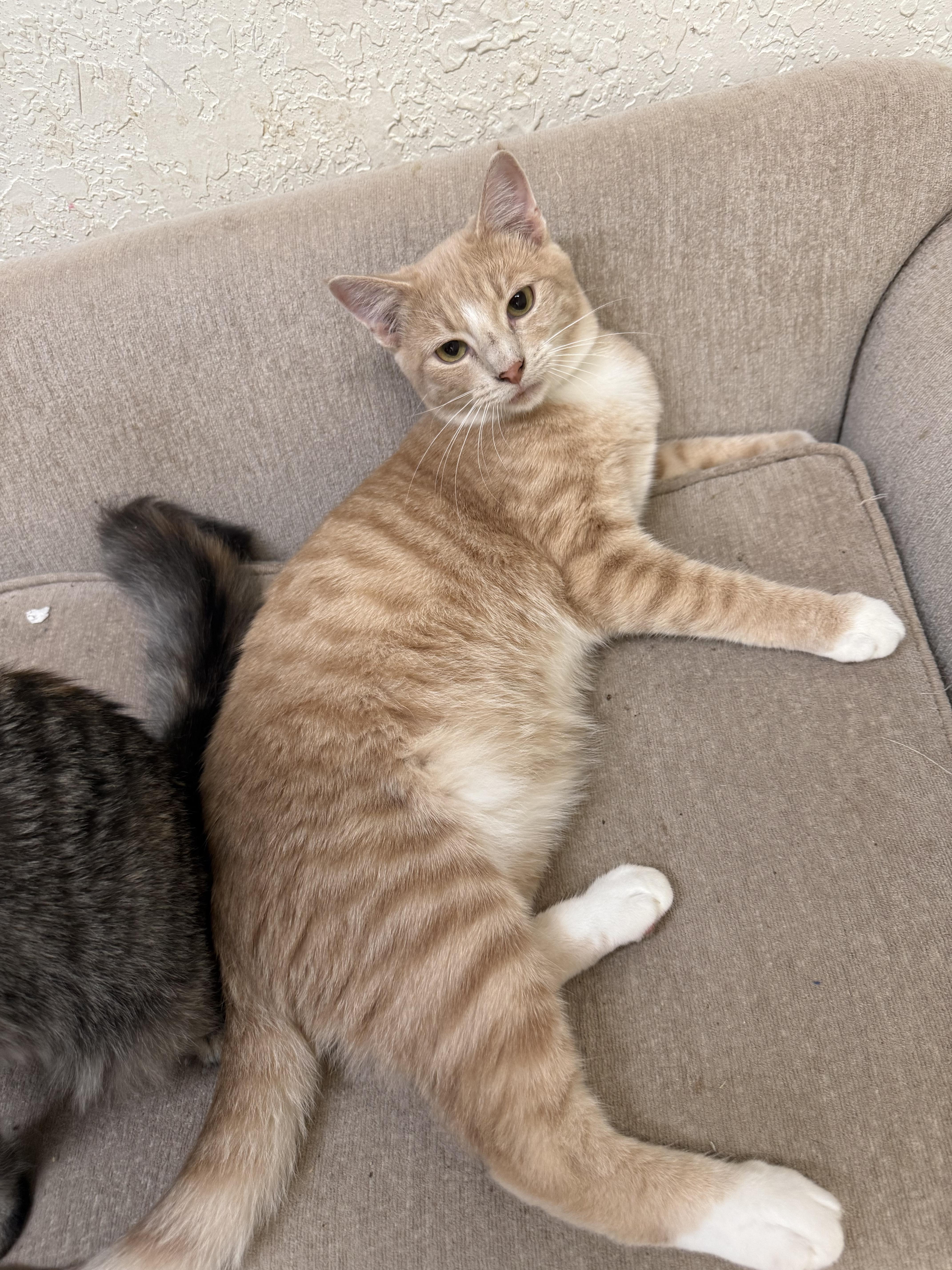 Enlarge Marco, an adopted Tabby in kingman, AZ image 3/4