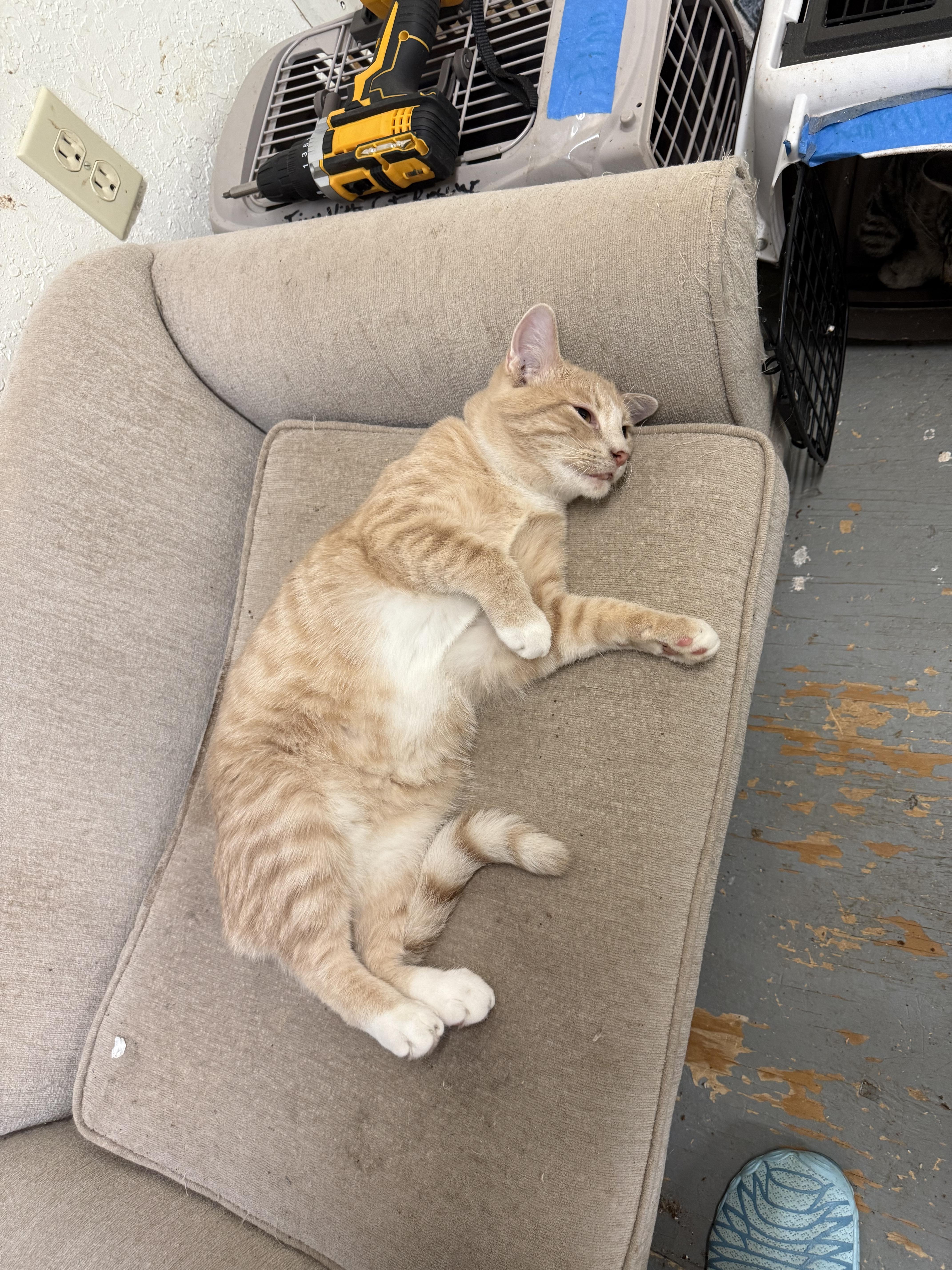 Enlarge Marco, an adopted Tabby in kingman, AZ image 4/4