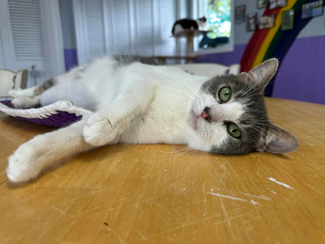 Hughie, Adoptable, Adult Male Domestic Short Hair.