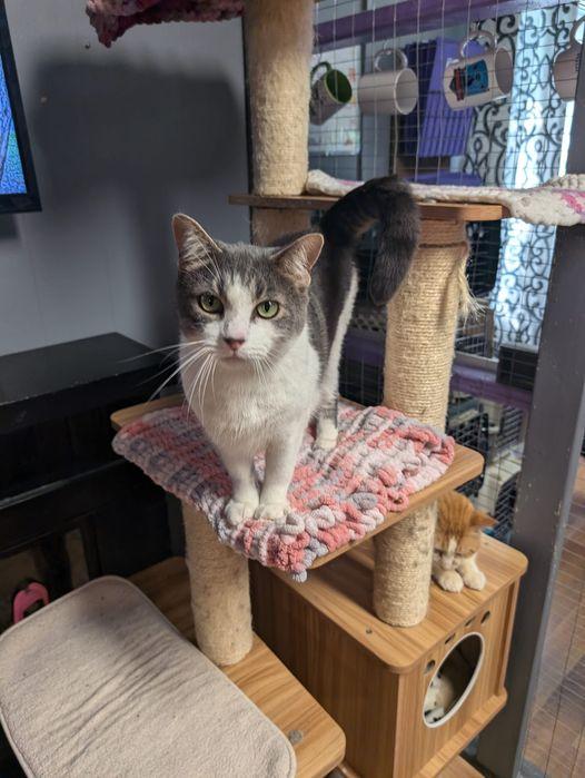 Hughie, a Adoptable Domestic Short Hair in Kalamazoo, MI image 2/2