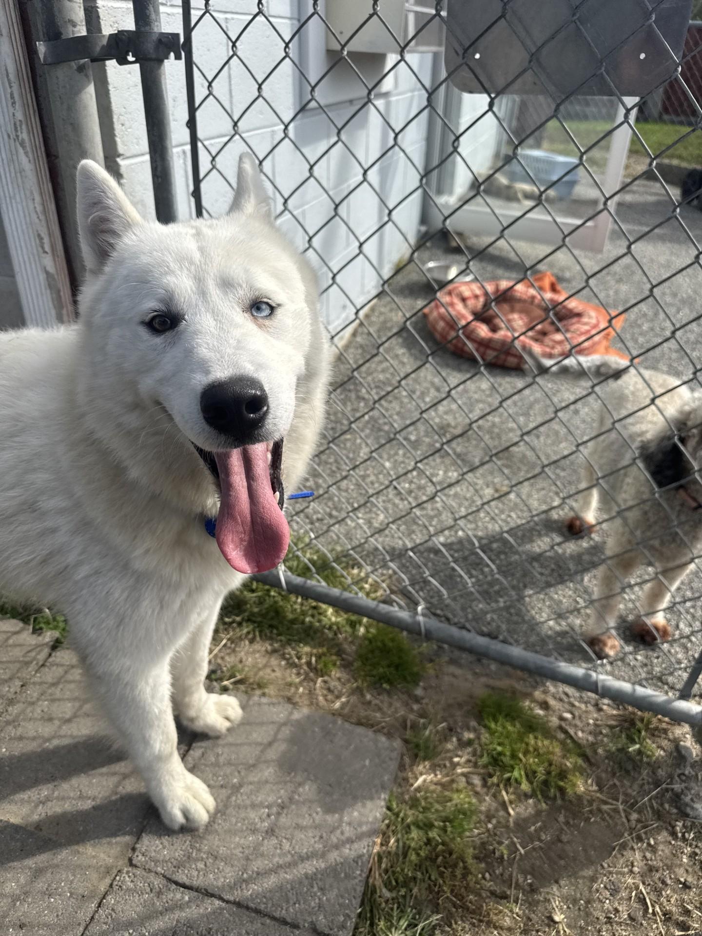 Bandit, a Adopted Husky in West Warwick, RI image 2/3