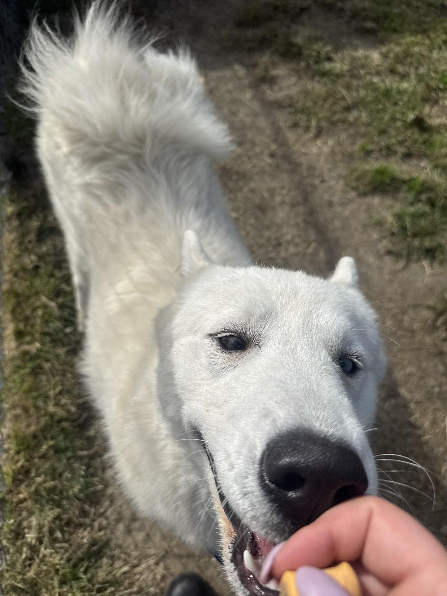 Bandit, a Adopted Husky in West Warwick, RI image 3/3