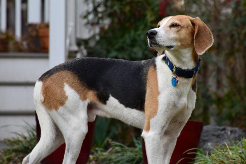 Taylor *Adopt*, Adoptable, Young Male Hound.