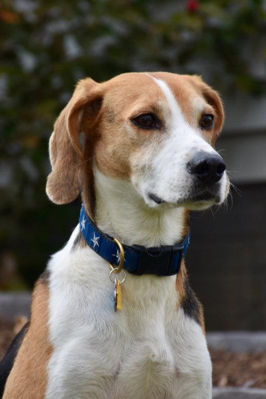 Enlarge Taylor *Adopt*, a Adoptable Hound in Fairfax, VA image 2/3