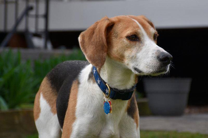 Enlarge Taylor *Adopt*, a Adoptable Hound in Fairfax, VA image 3/3