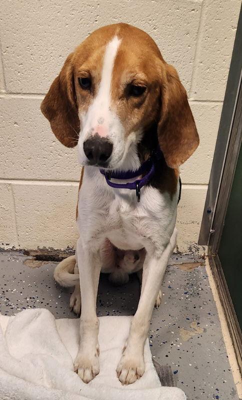 Taylor *Adopt or Foster*, Adoptable, Young Male Hound.