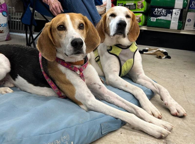 Taylor *Adopt or Foster*, a Adoptable Hound in Fairfax, VA image 2/3