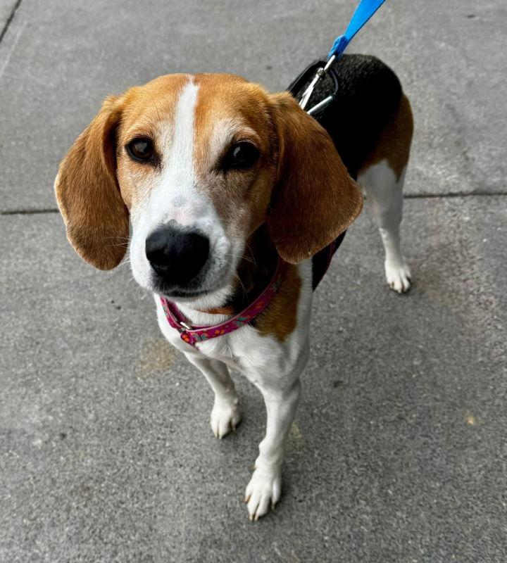 Taylor *Adopt or Foster*, a Adoptable Hound in Fairfax, VA image 3/3