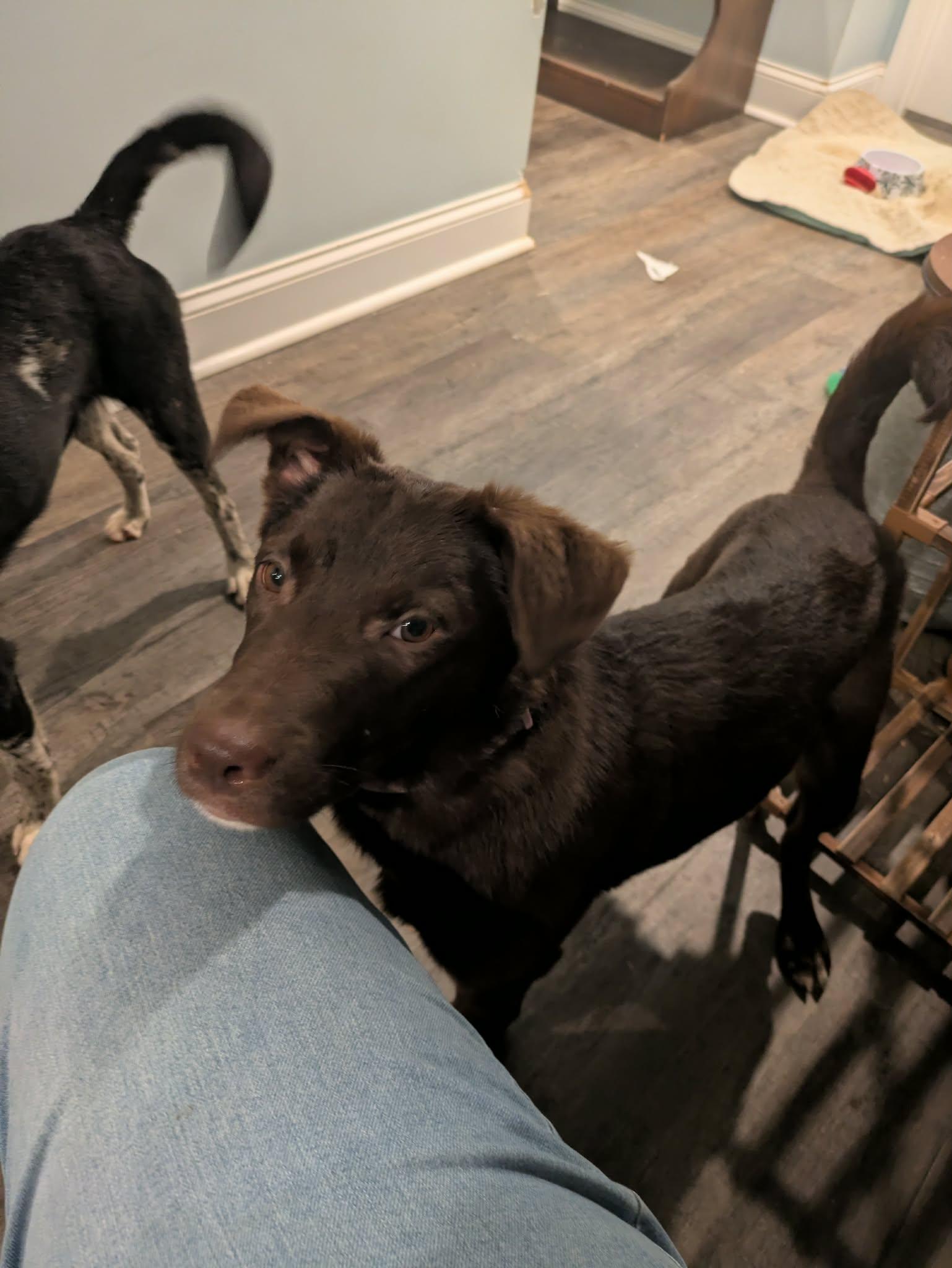 Enlarge Josephine, an adopted mixed breed in Hilham, TN image 4/6