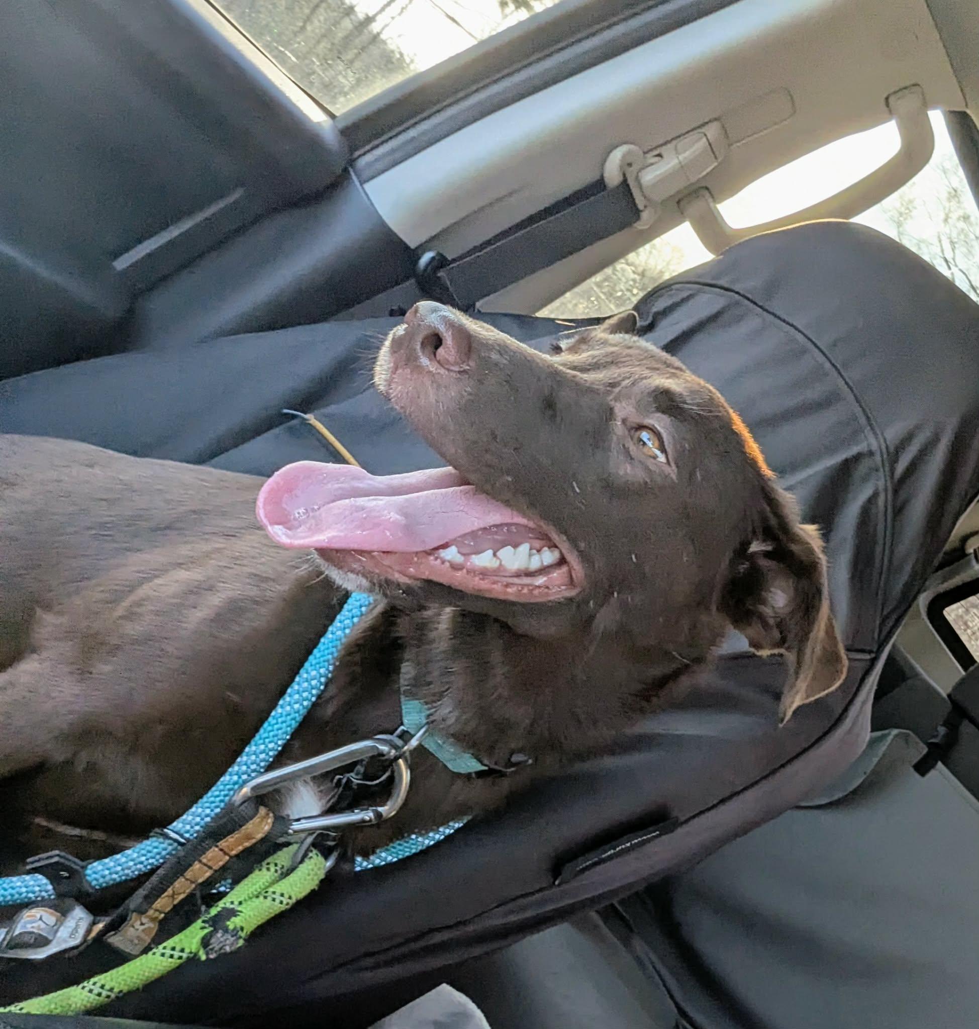 Enlarge Josephine, an adopted mixed breed in Hilham, TN image 1/6