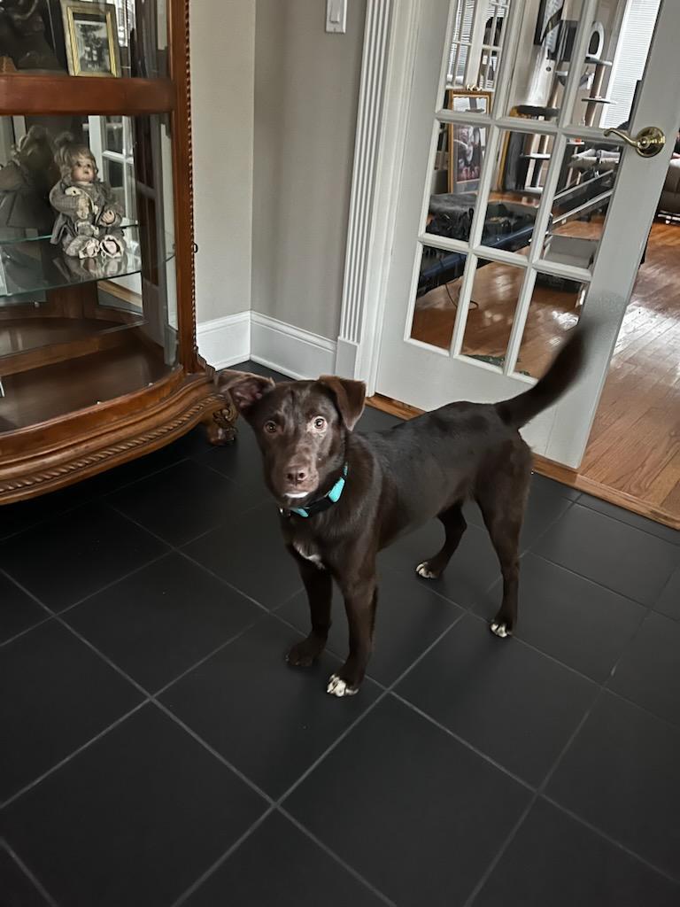 Enlarge Josephine, an adopted mixed breed in Hilham, TN image 3/6