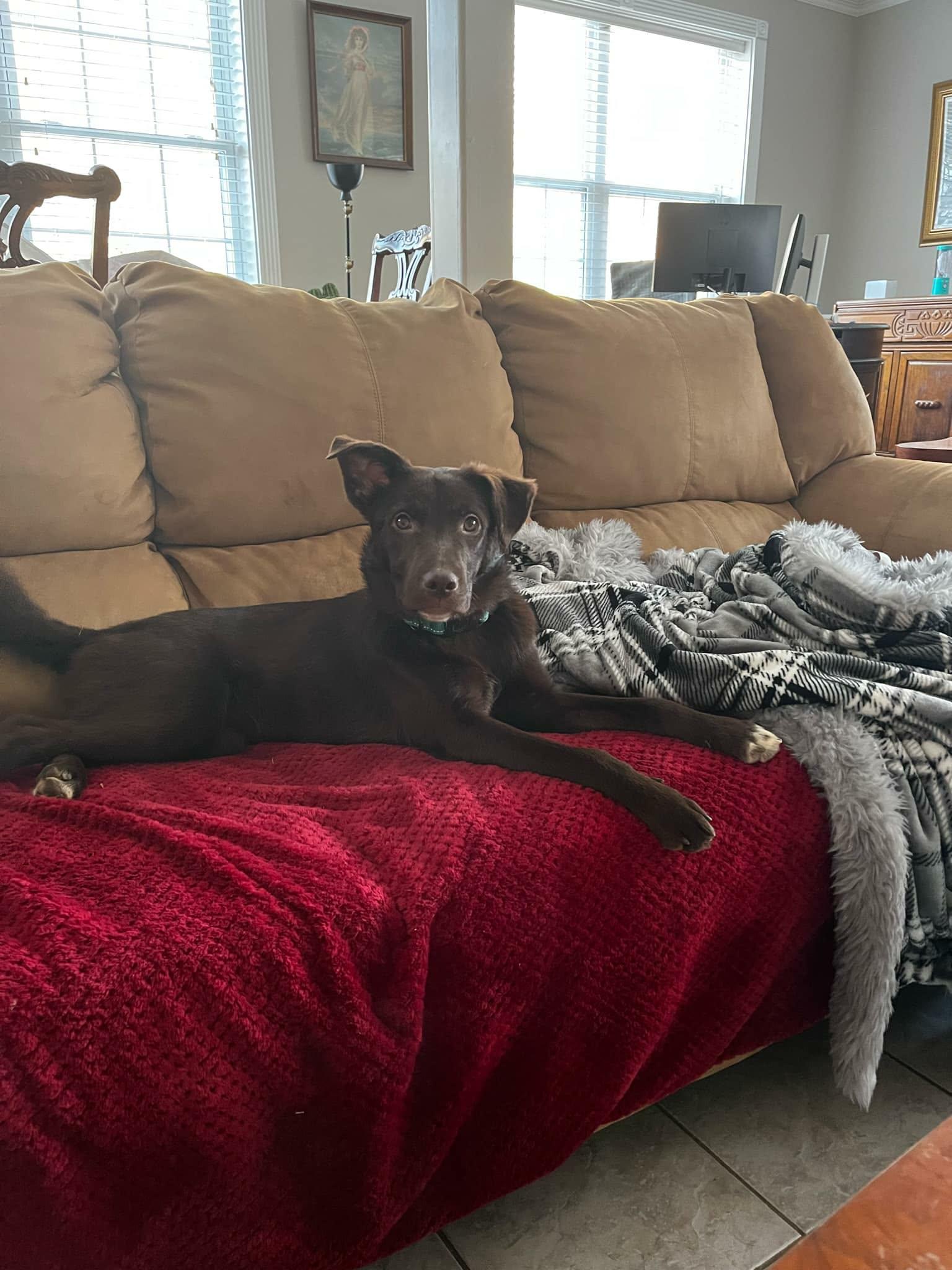 Enlarge Josephine, an adopted mixed breed in Hilham, TN image 5/6