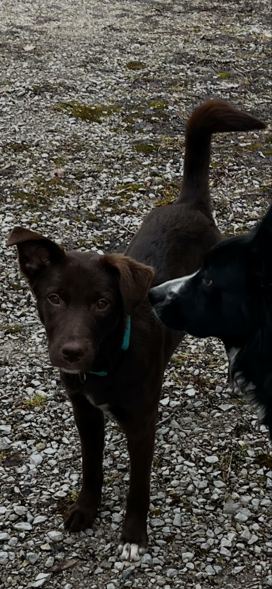 Enlarge Josephine, an adopted mixed breed in Hilham, TN image 6/6