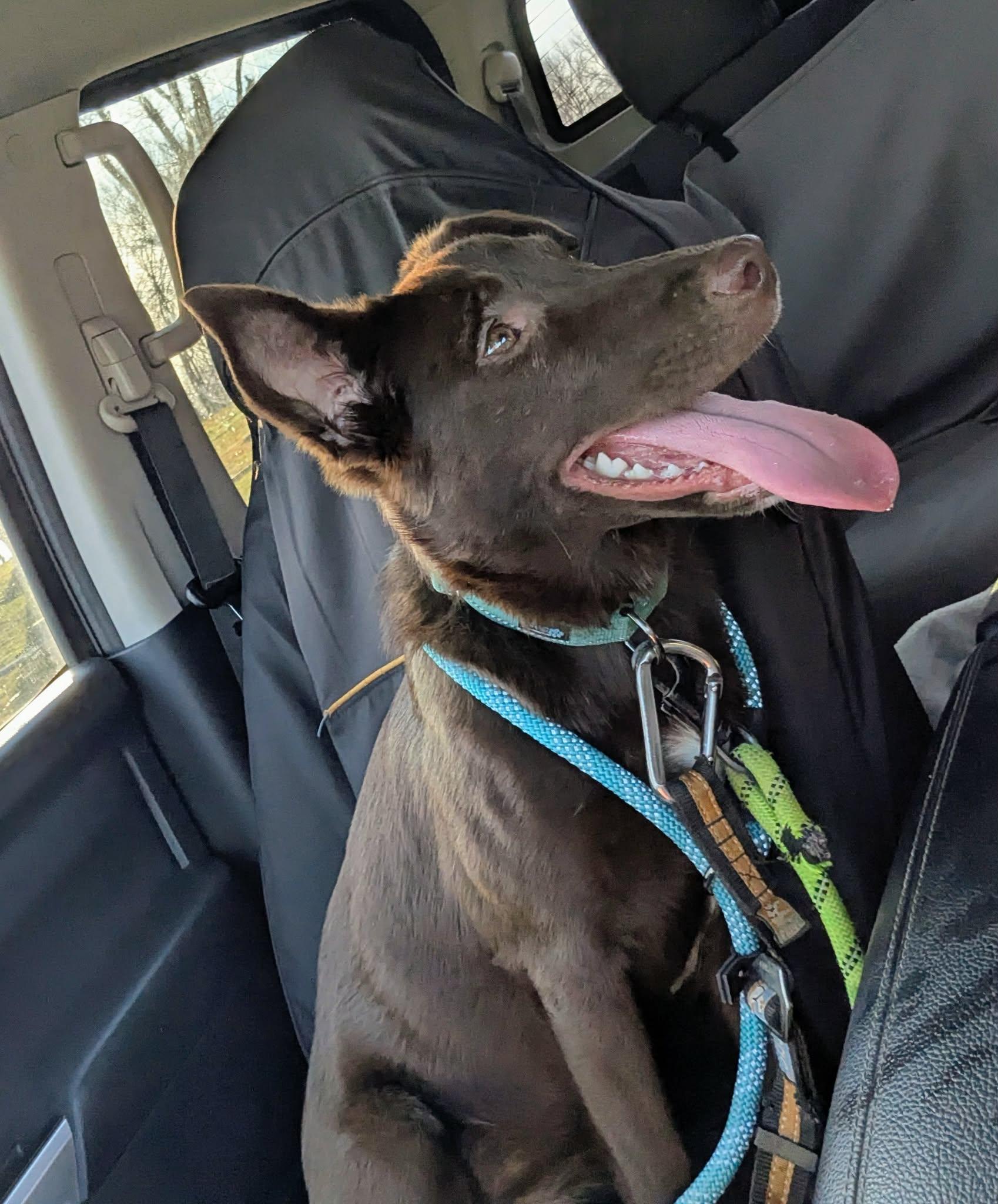 Enlarge Josephine, an adopted mixed breed in Hilham, TN image 2/6