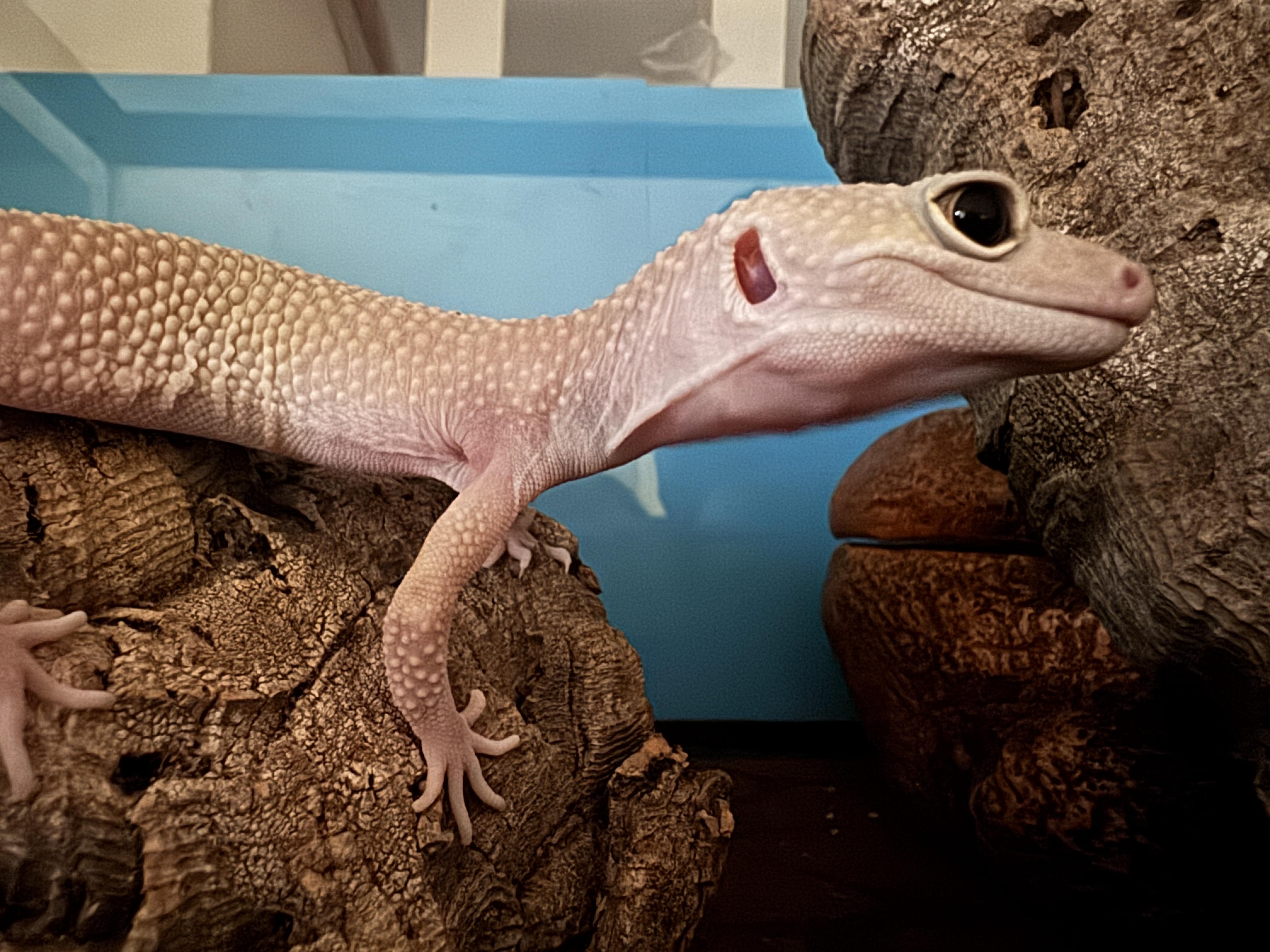 Enlarge Chikn, a ADOPTABLE Gecko in JACKSON, NJ image 2/3