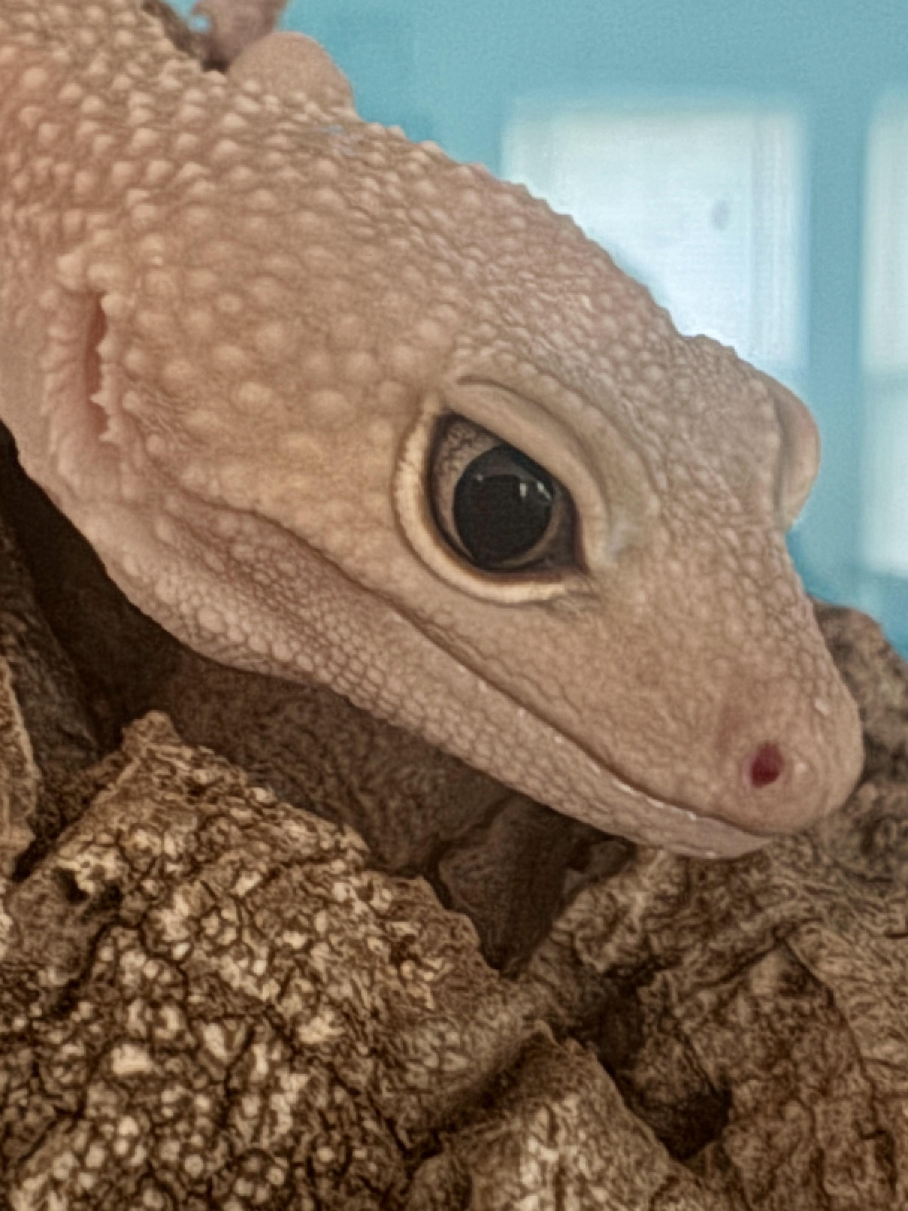 Enlarge Chikn, a ADOPTABLE Gecko in JACKSON, NJ image 3/3