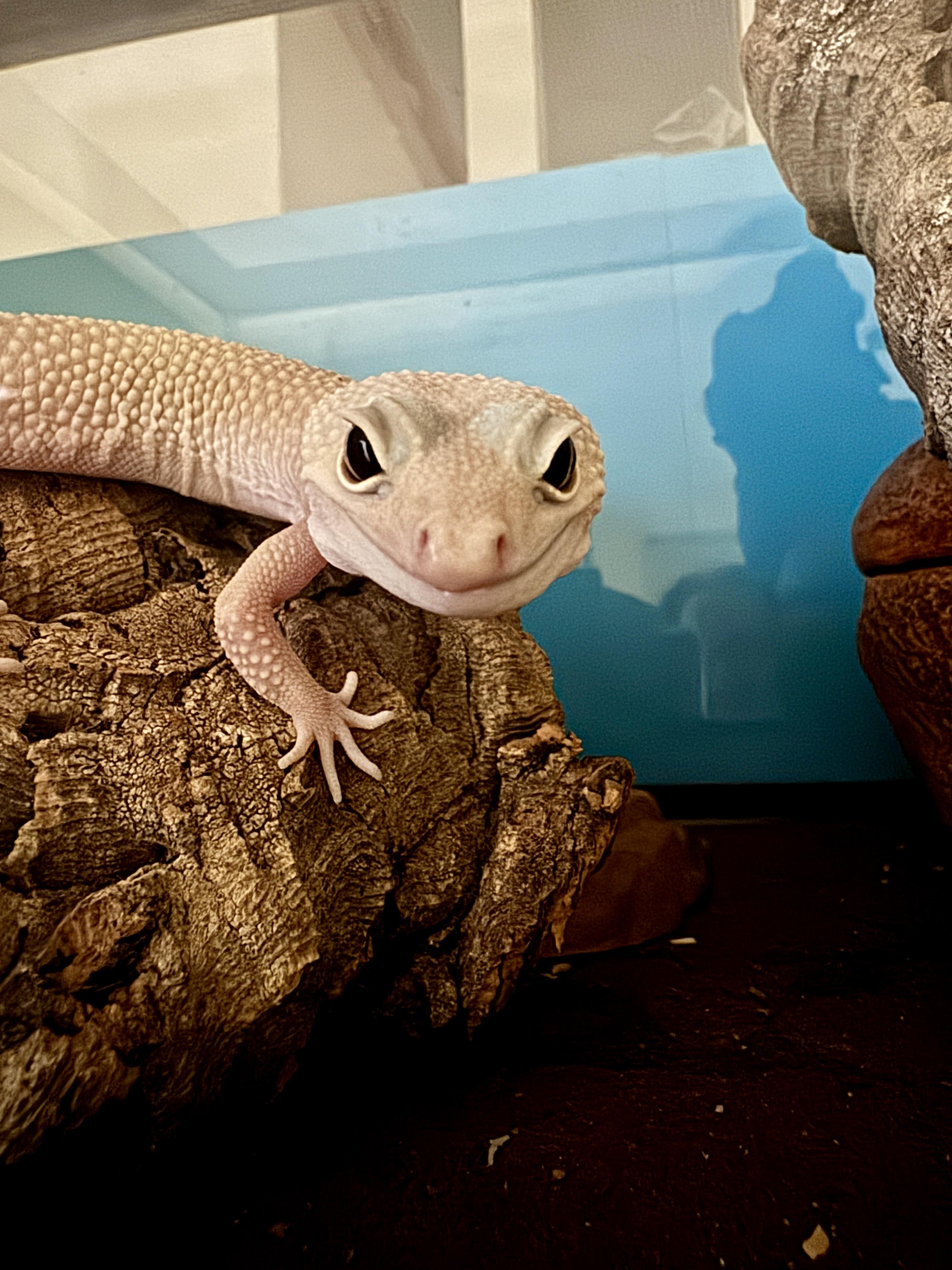Chikn, ADOPTABLE, Adult Female Gecko.