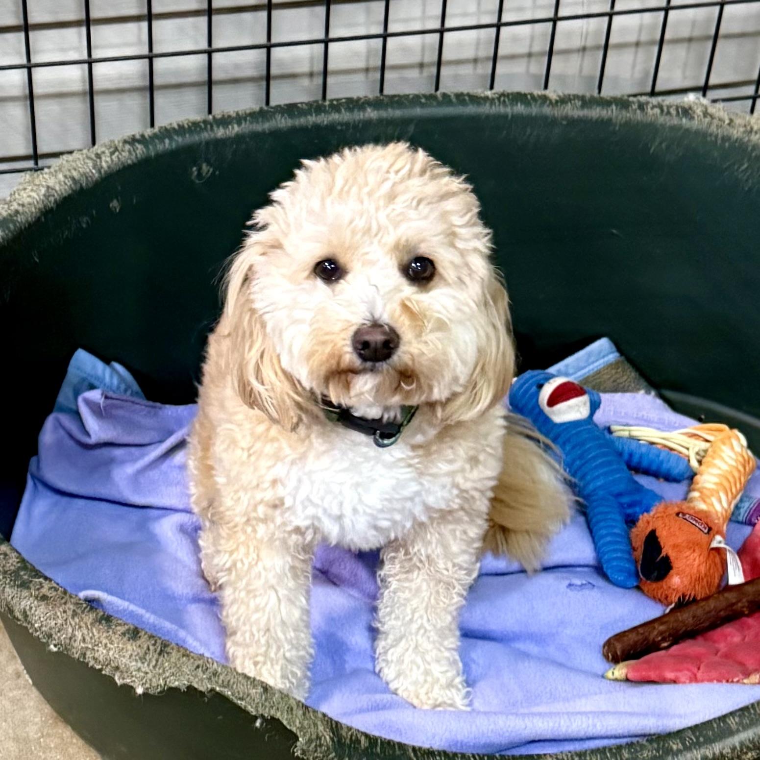 Wyatt, adopted, Adult Male Maltipoo.