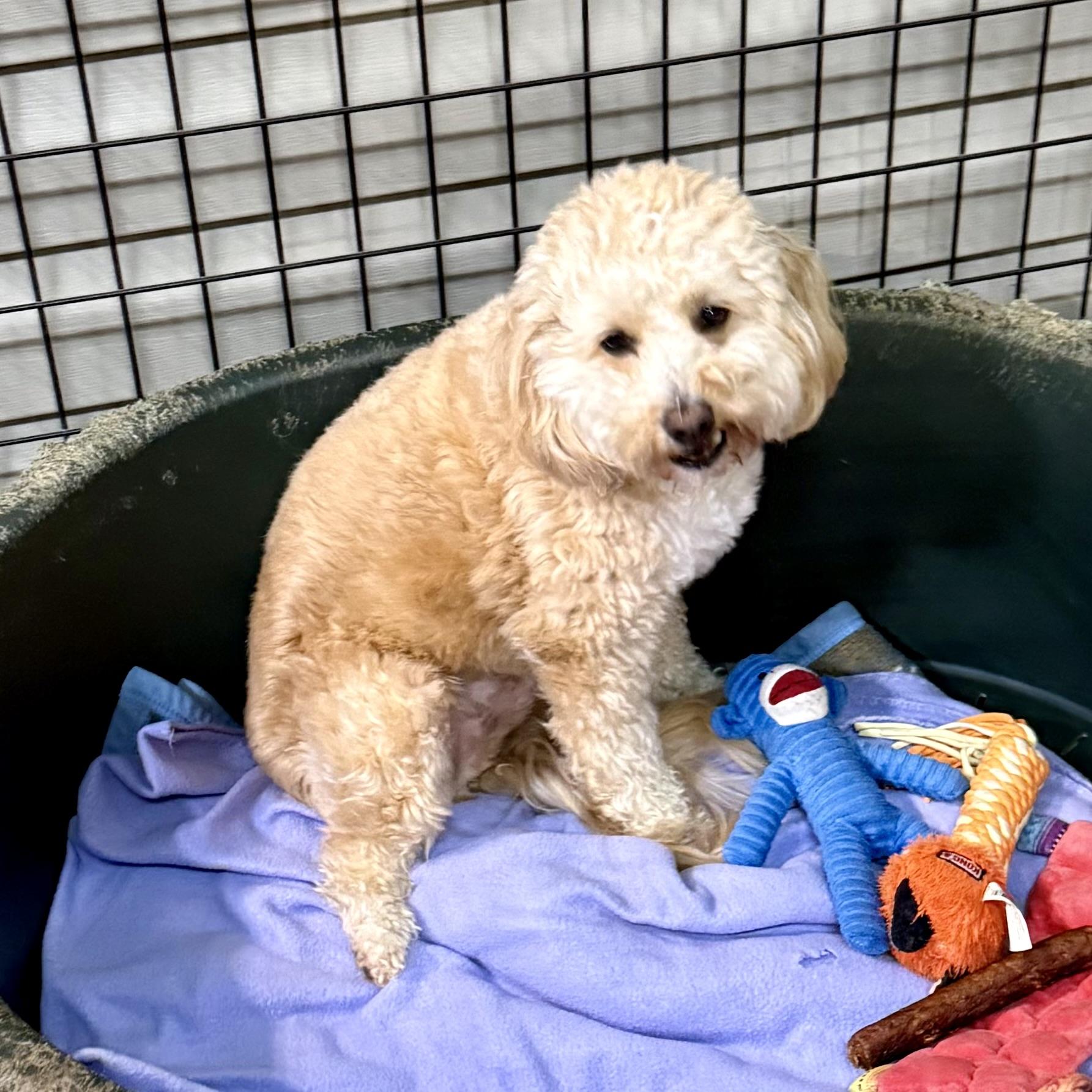 Wyatt, an adopted Maltipoo in Gallatin, TN image 2/2