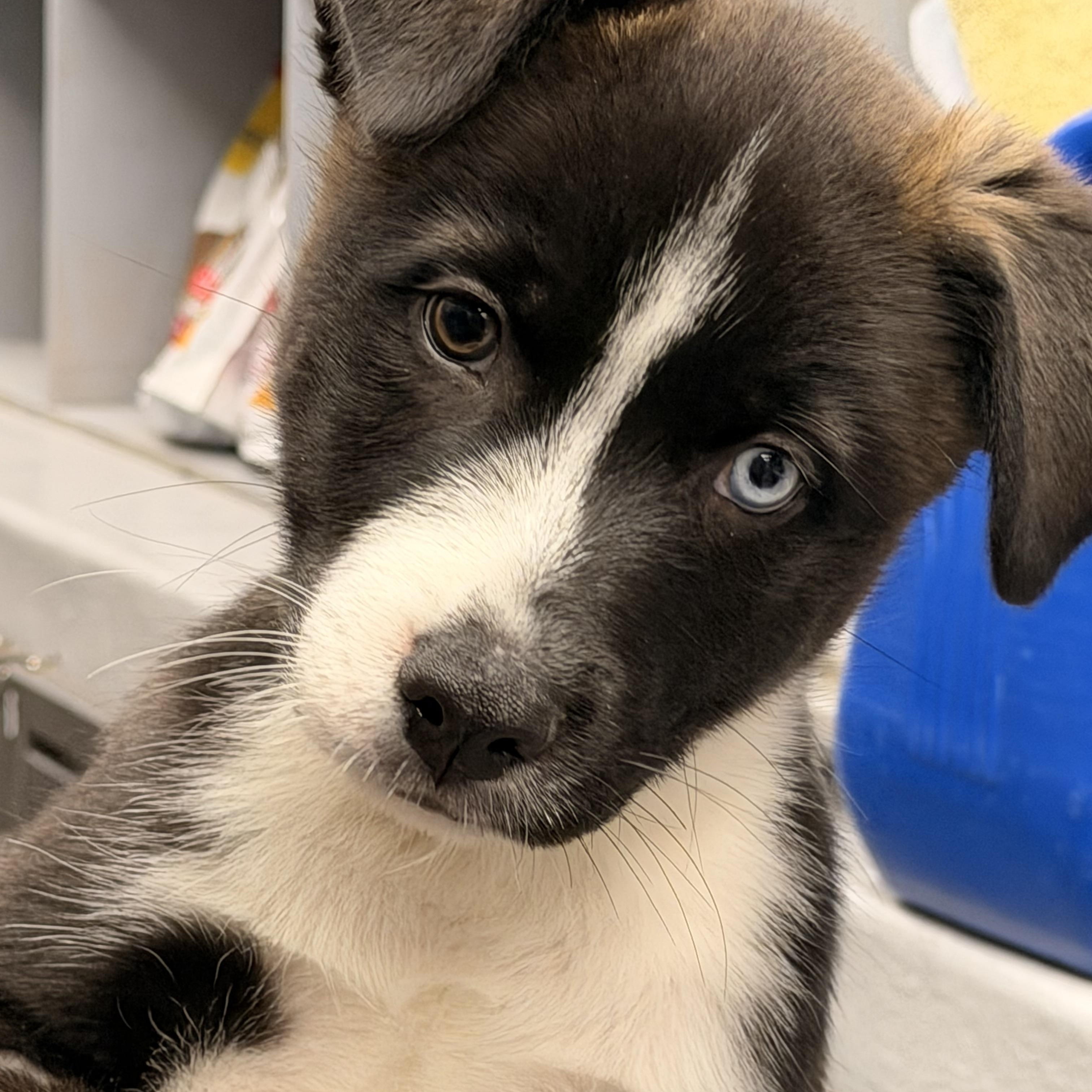 Enlarge Domino, an adopted mixed breed in Tinley Park, IL image 1/1