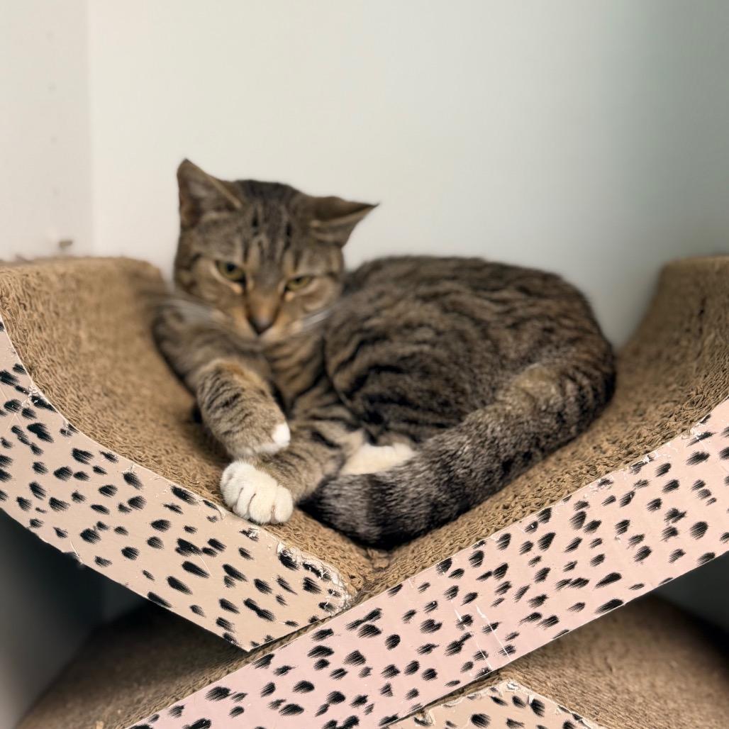 Rory, Adoptable, Young Female Domestic Short Hair.