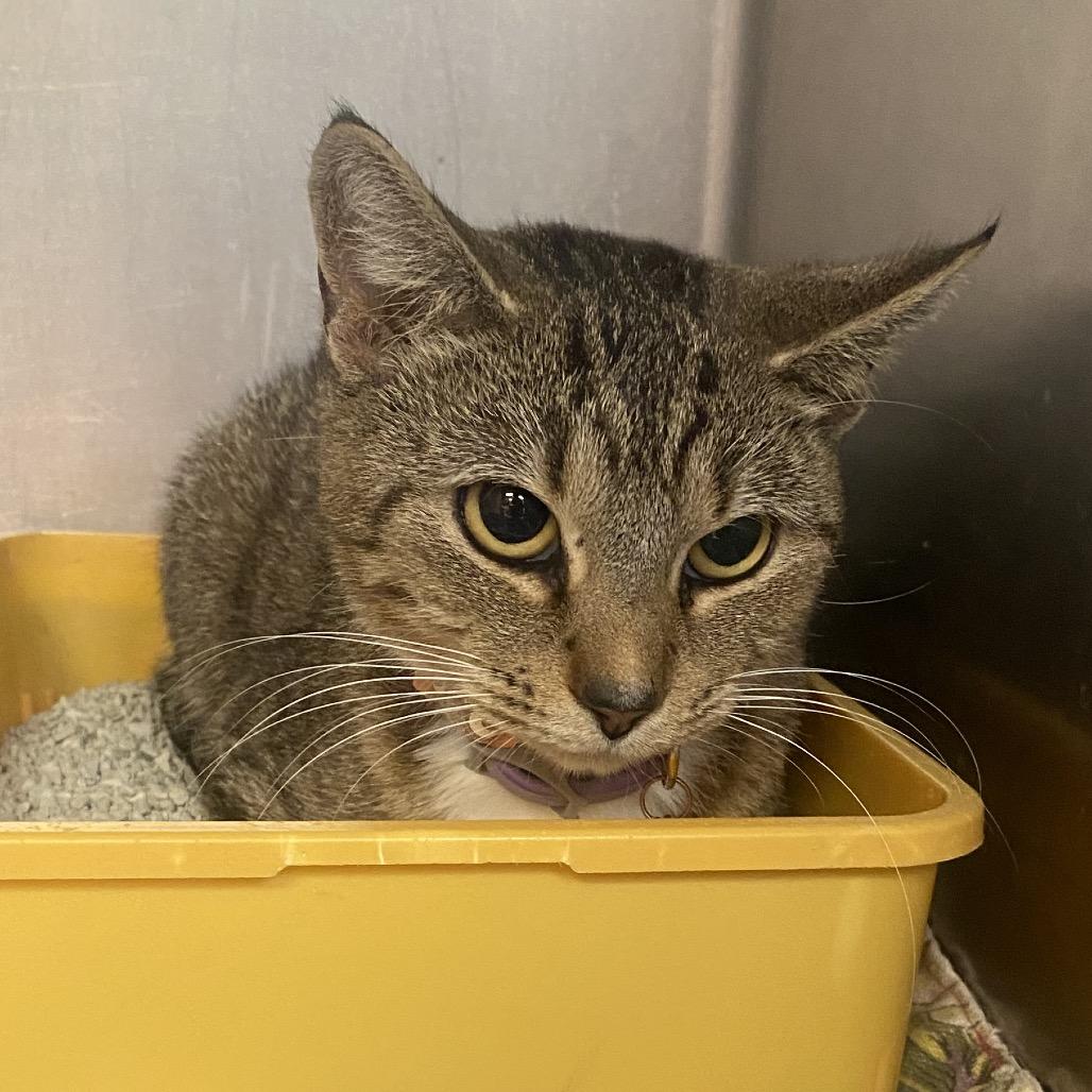 Rory, Adoptable, Young Female Domestic Short Hair.