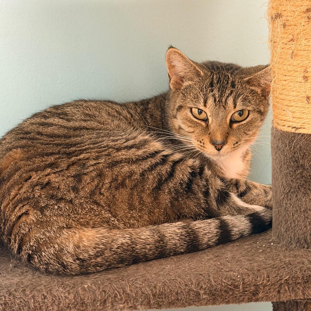 Rory, a Adoptable Domestic Short Hair in Columbus, GA image 3/3