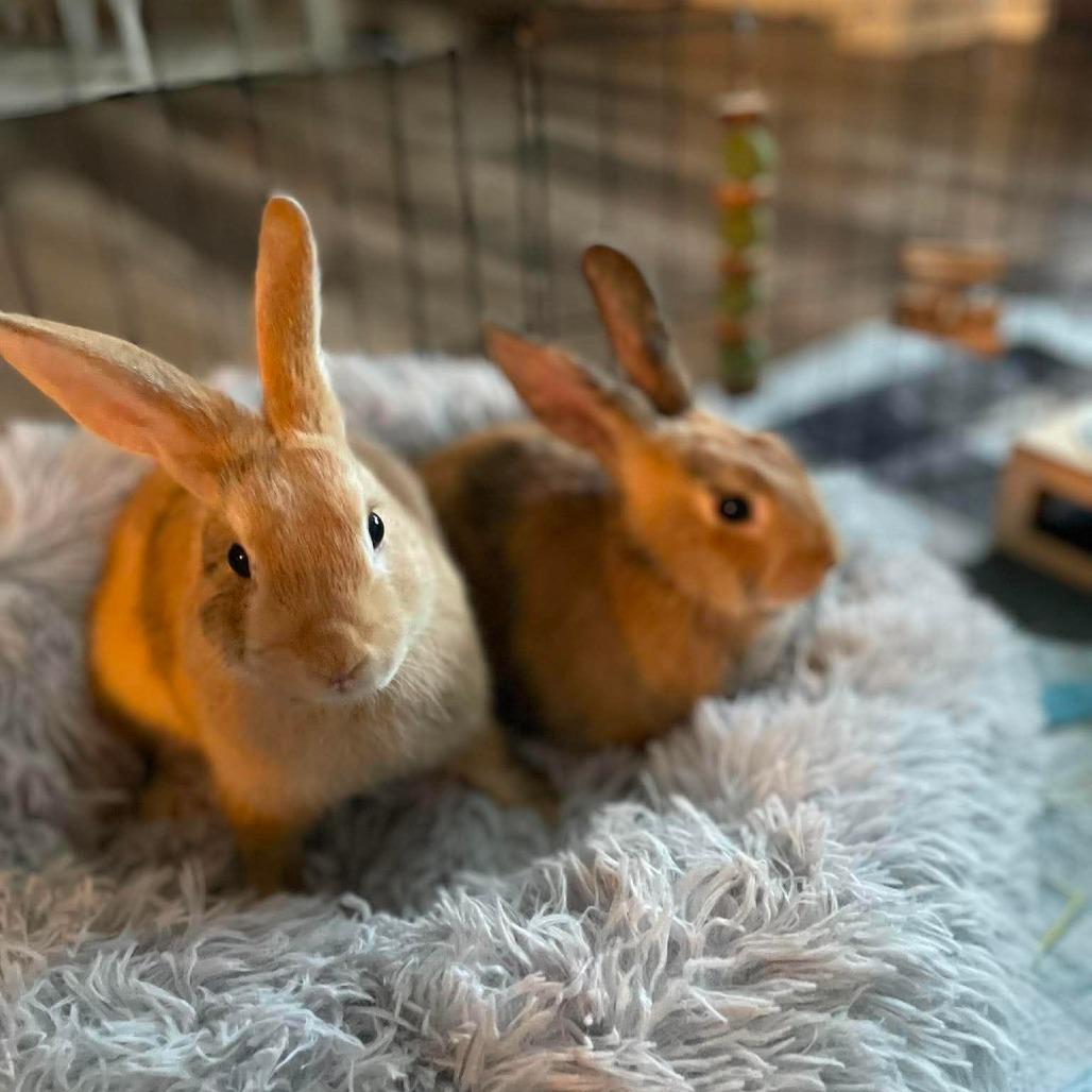 Tigger (bonded to Roo), Adoptable, Baby Female Bunny Rabbit.