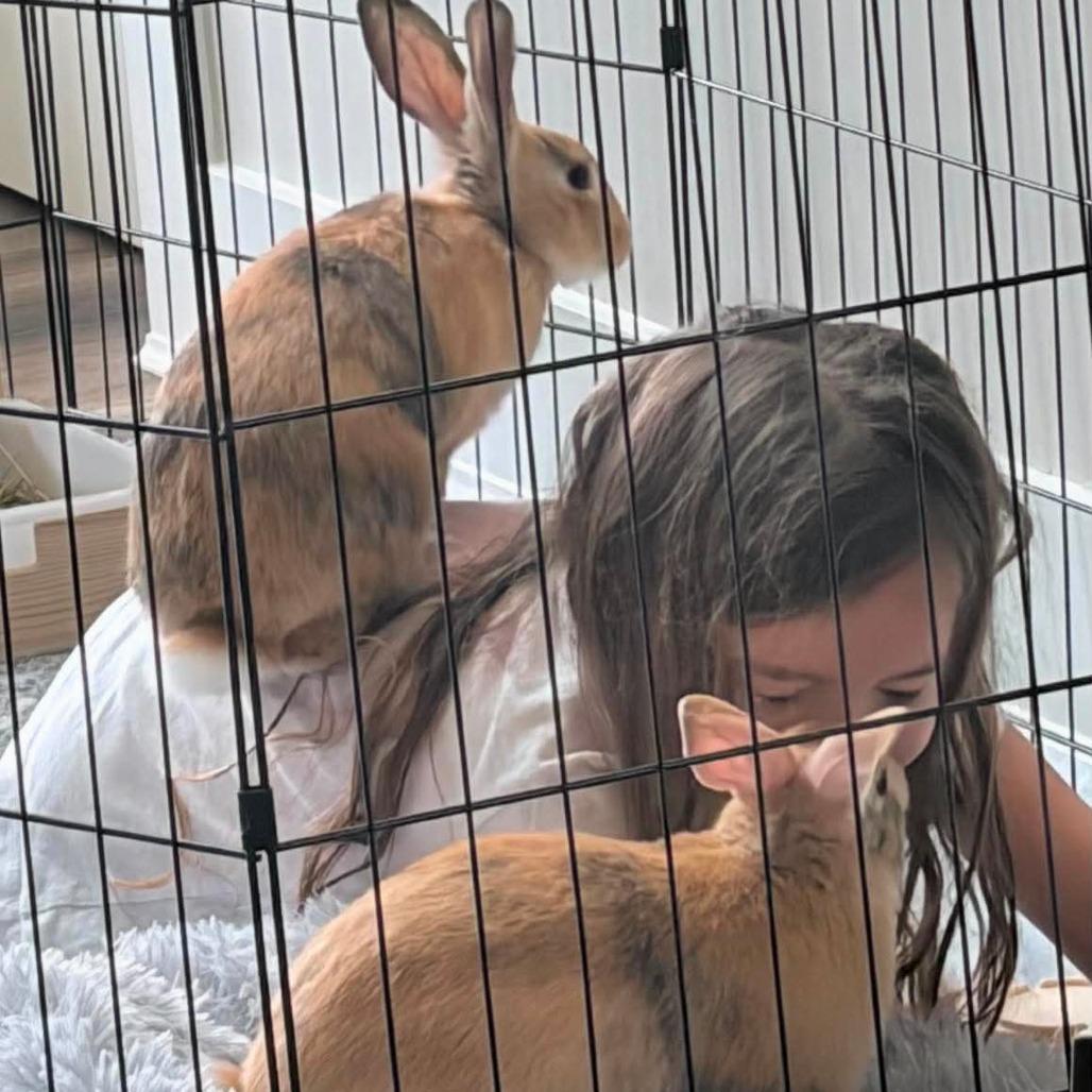 Enlarge Tigger (bonded to Roo), a Adoptable Bunny Rabbit in Hilliard , FL image 2/5
