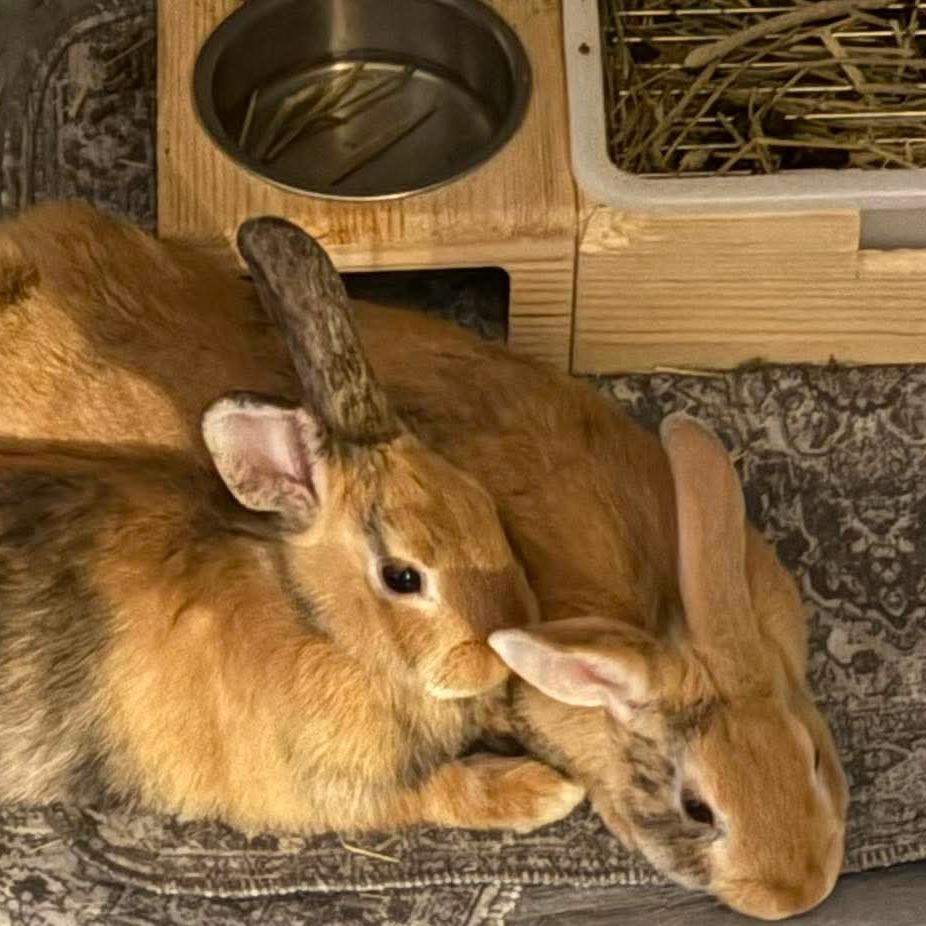 Enlarge Tigger (bonded to Roo), a Adoptable Bunny Rabbit in Hilliard , FL image 3/5