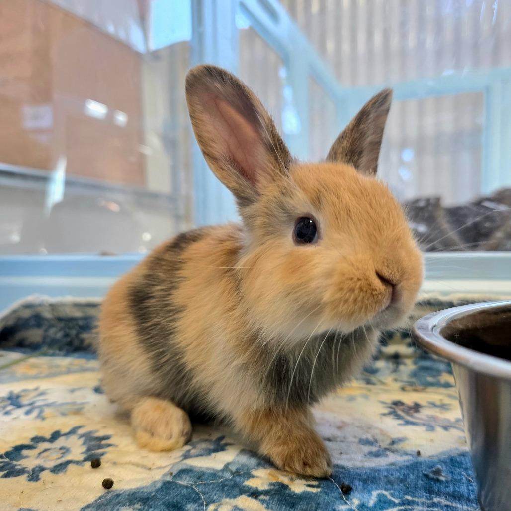 Enlarge Tigger (bonded to Roo), a Adoptable Bunny Rabbit in Hilliard , FL image 5/5