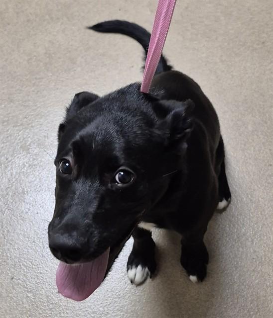 COBBLEPOT, Adoptable, Puppy Male Pit Bull Terrier.