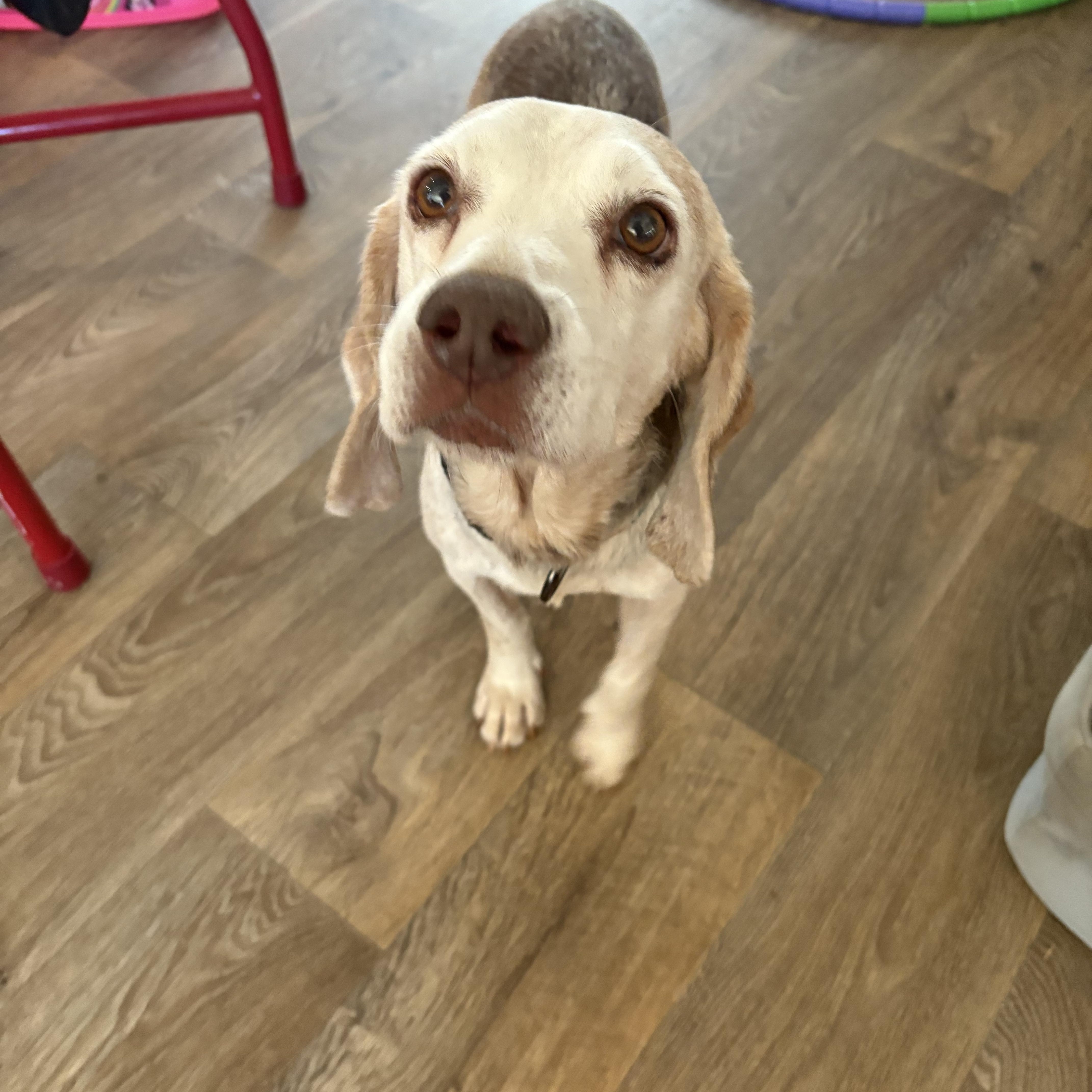 Big Mac, Adoptable, Senior Male Beagle.