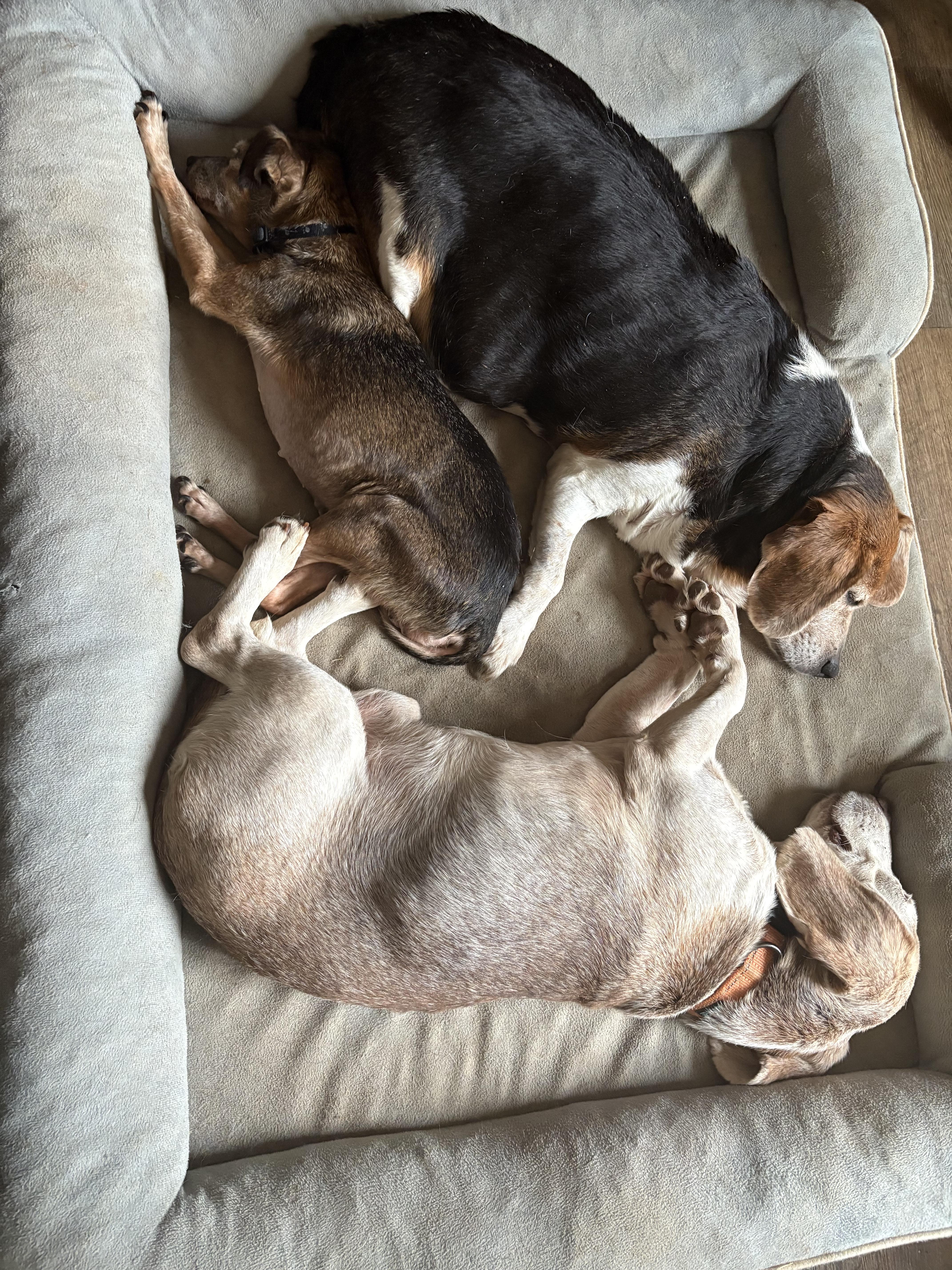 Enlarge Big Mac, a Adoptable Beagle in greer, SC image 3/4